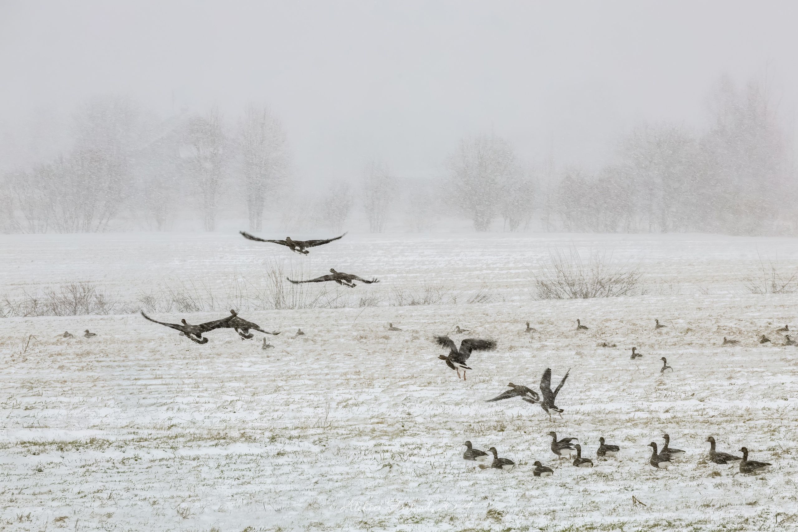 Петрозаводский фотограф снял олонецких гусей в необычных декорациях