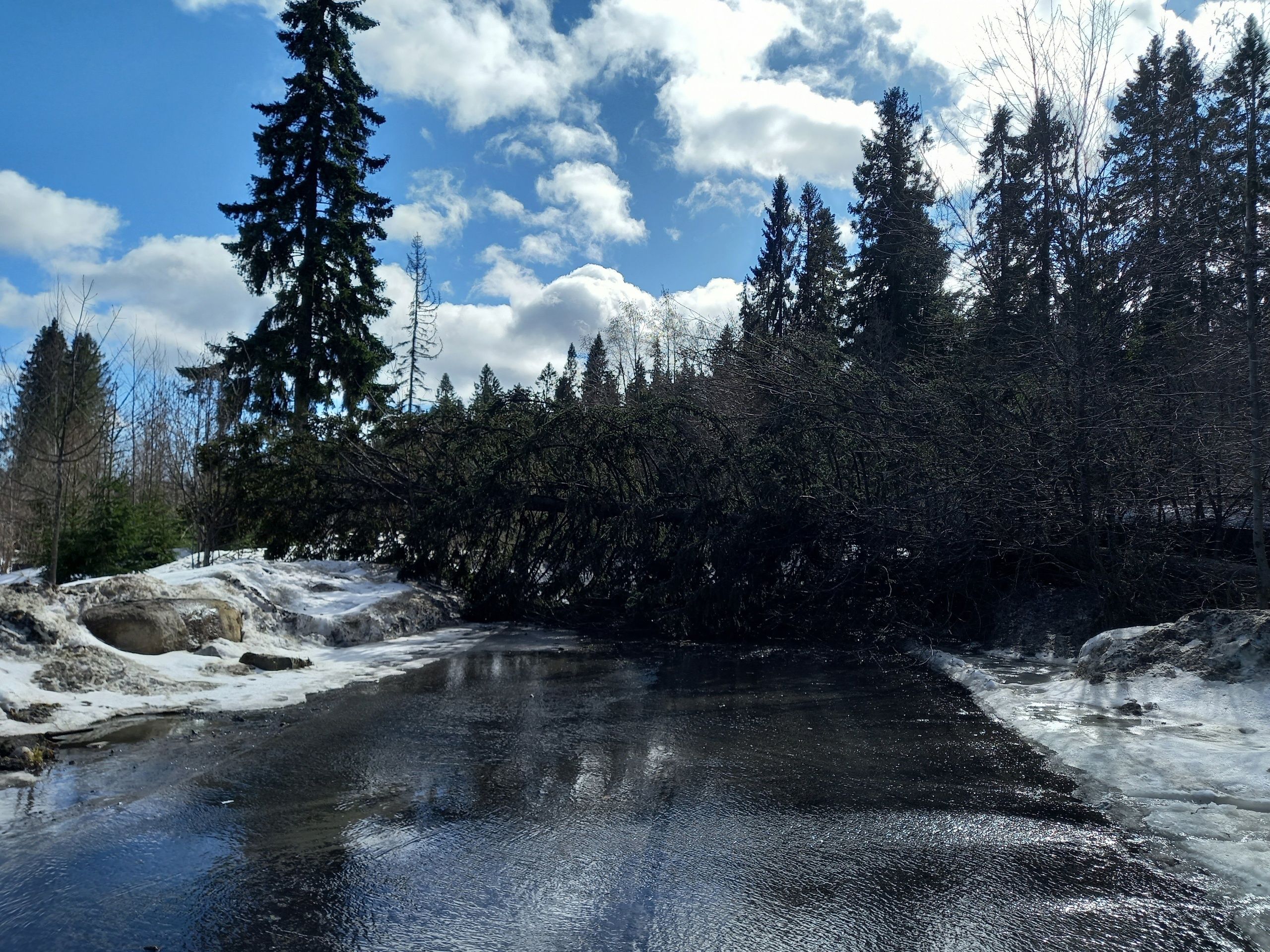 На Кукковке огромная ель упала на дорогу и перекрыла проезд