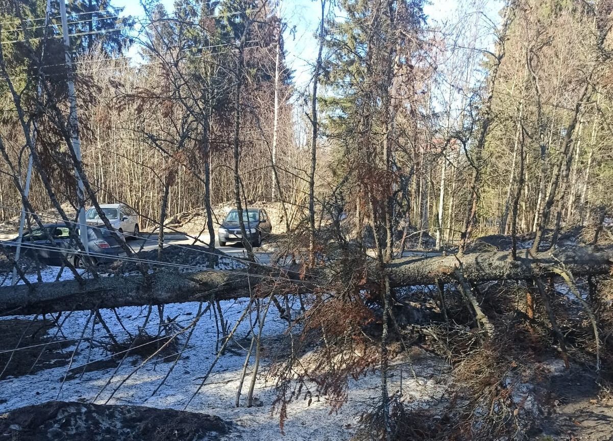 Шквалистый ветер повалил в Петрозаводске уже 10 деревьев