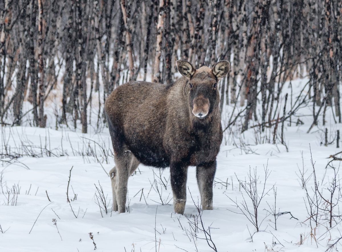 В Карелии поймали браконьера, который убил беременную лосиху