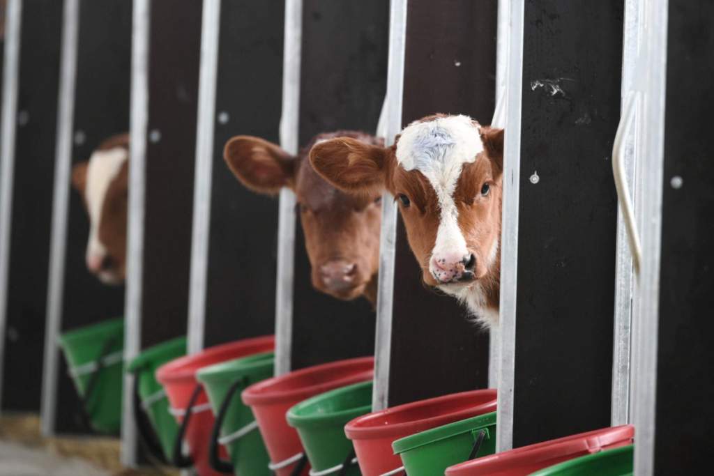 Объемы производства молока на фермах в Карелии выросли