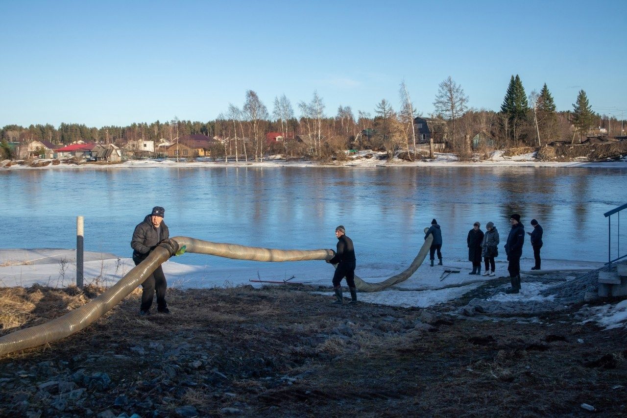 В реку Шуя около Петрозаводска выпустили 30 тысяч штук молоди озерного лосося