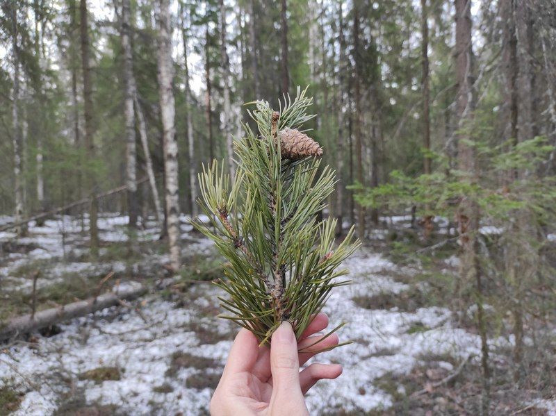 Карелия оказалась в числе трех регионов, где растёт больше всего молодого леса