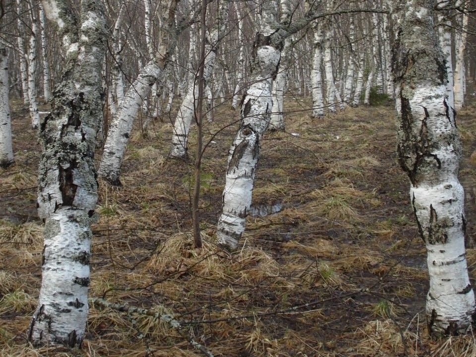 Ученые раскрыли секрет древесины карельской березы
