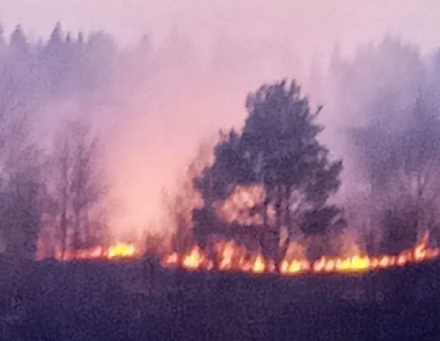 На выезде из Петрозаводска произошел лесной пожар