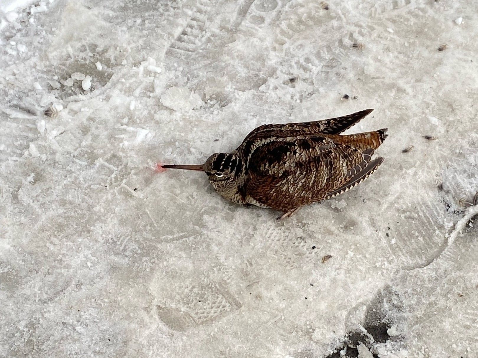 Жительница Петрозаводска спасла из лап вороны вальдшнепа