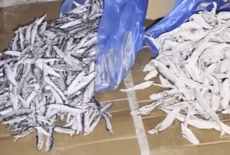 Сотрудники ФСБ накрыли в Карелии склад с десятками тонн опасной для здоровья рыбы