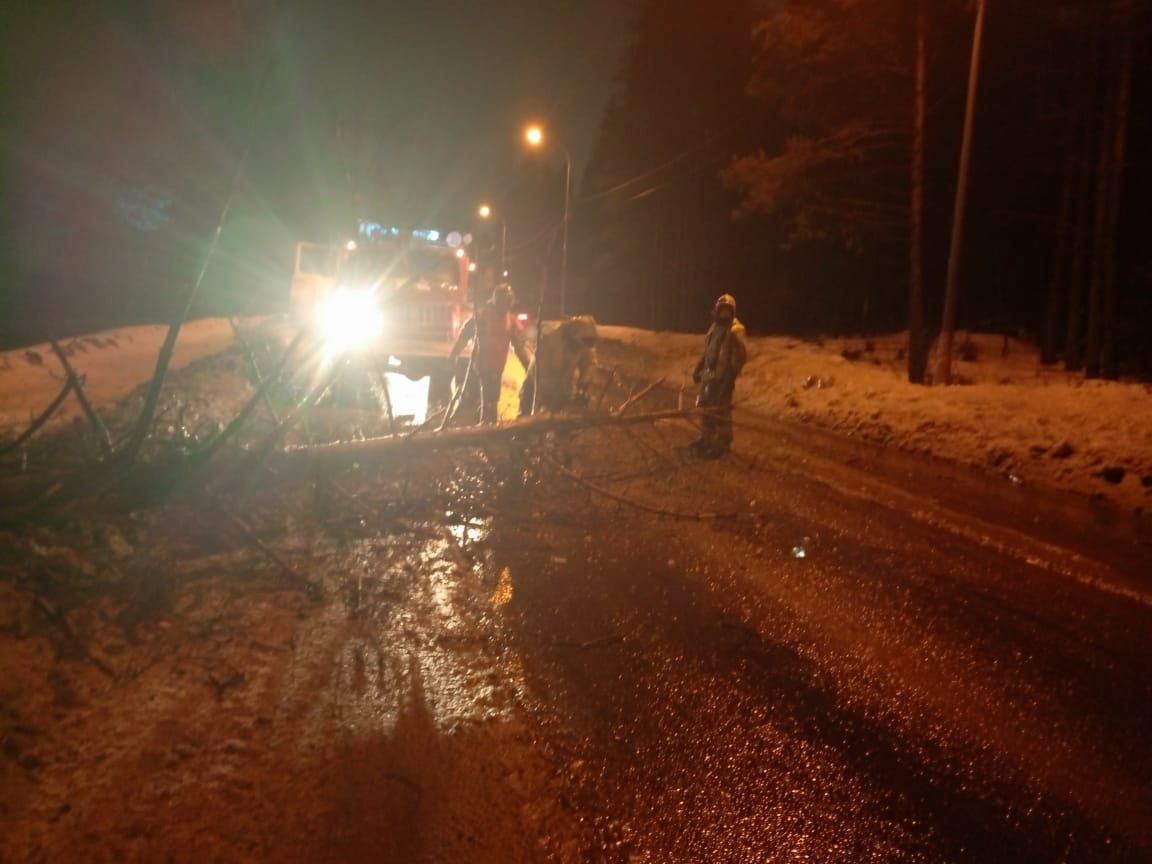 В Петрозаводске из-за непогоды упало дерево и застрял автомобиль скорой помощи