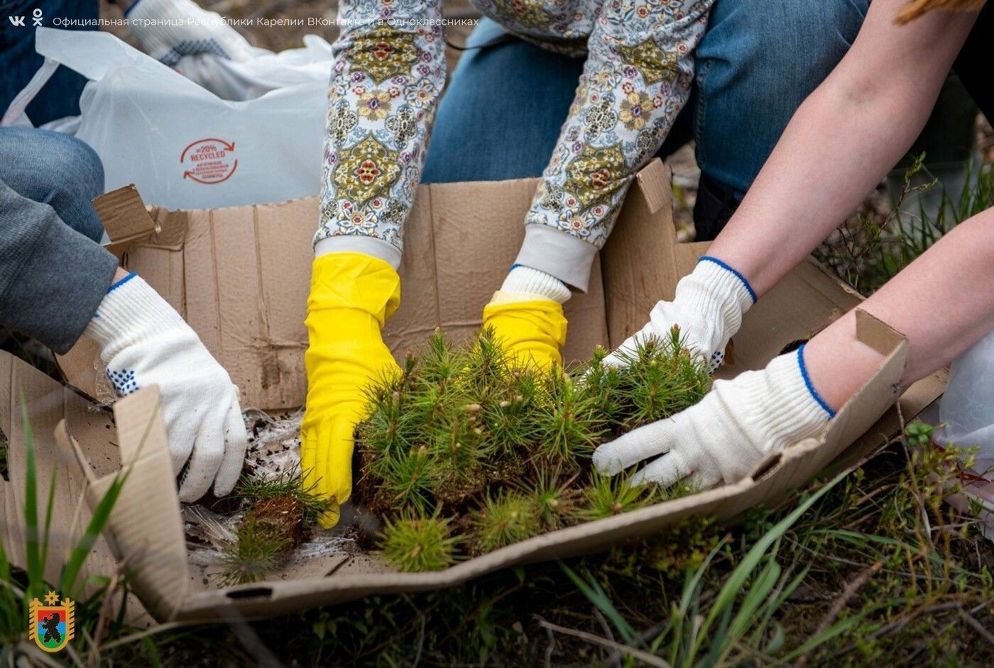 Жителей Карелии приглашают принять участие в посадке 12 тысяч сосен