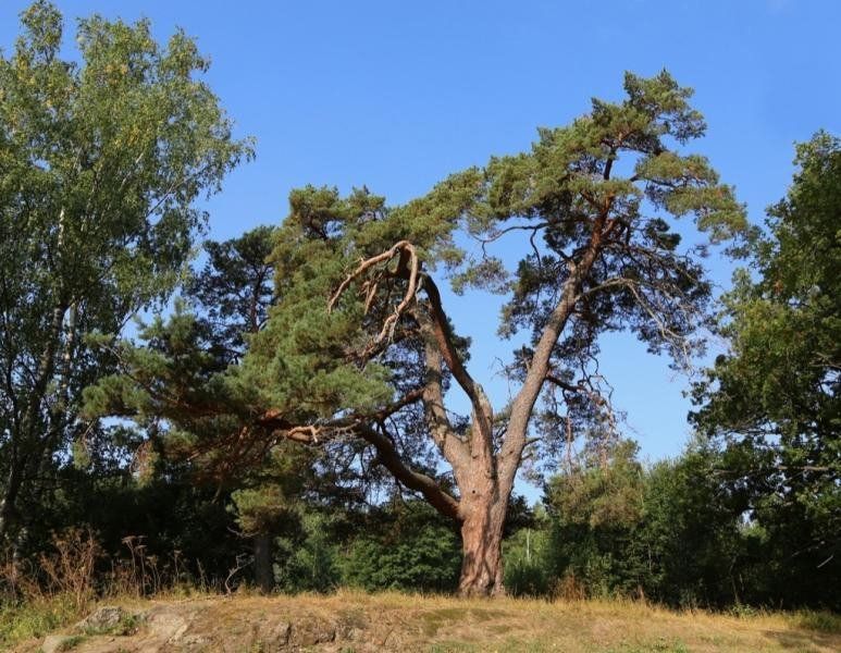 Шишкинская сосна с острова Валаам претендует на звание главного дерева страны