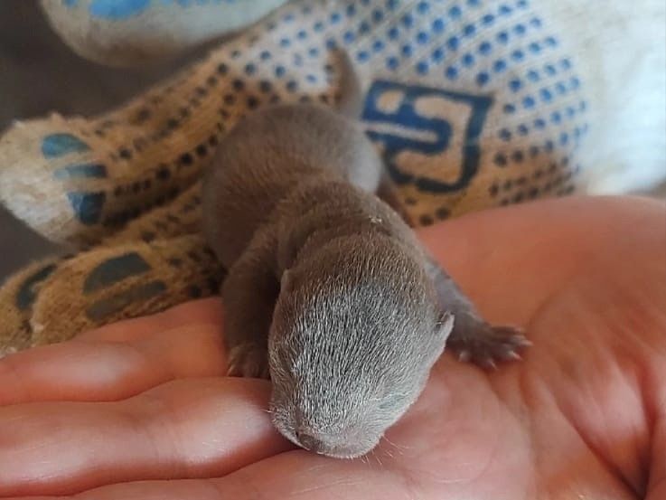 Семья карельского писателя спасла детеныша норки