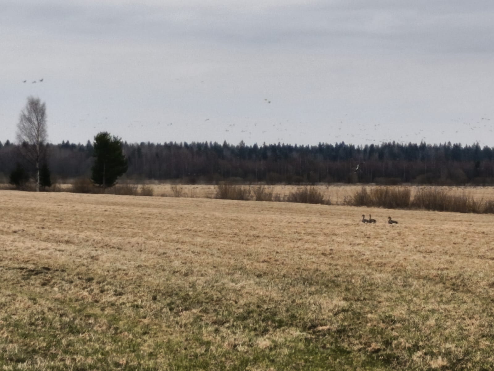 Весна просыпается. Прогноз погоды в Карелии на 13 мая