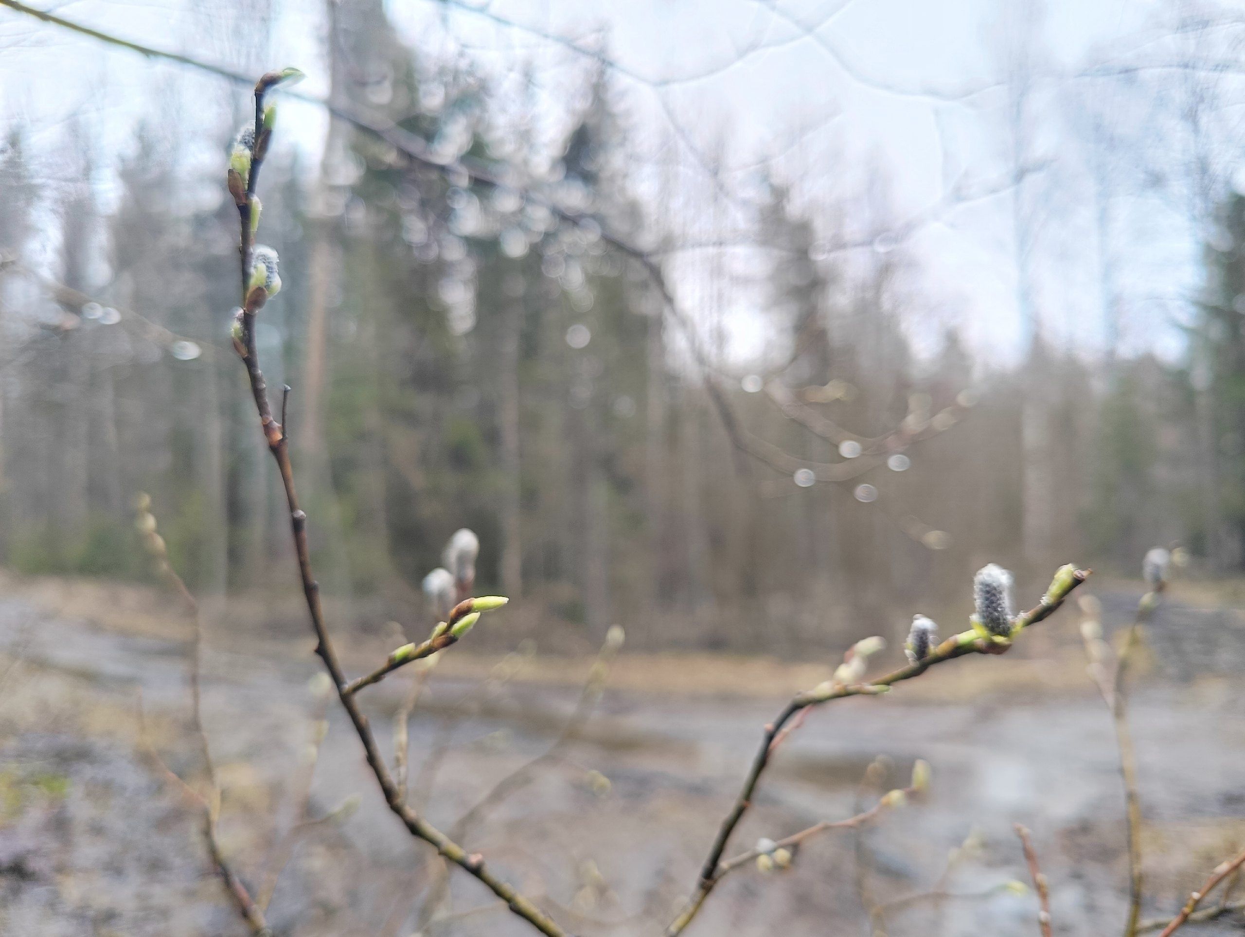 Карельские синоптики рассказали о погоде на праздники