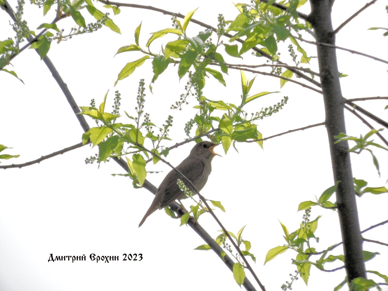 В Петрозаводске посчитают птиц-индикаторов чистоты городских парков