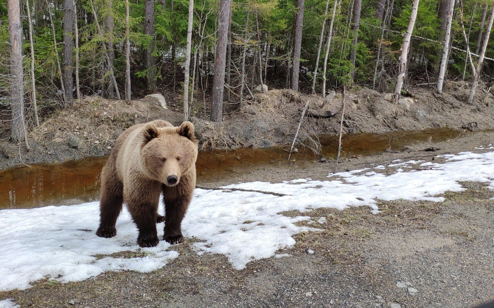 Медведи гуляют по дорогам и рядом с ними на севере Карелии