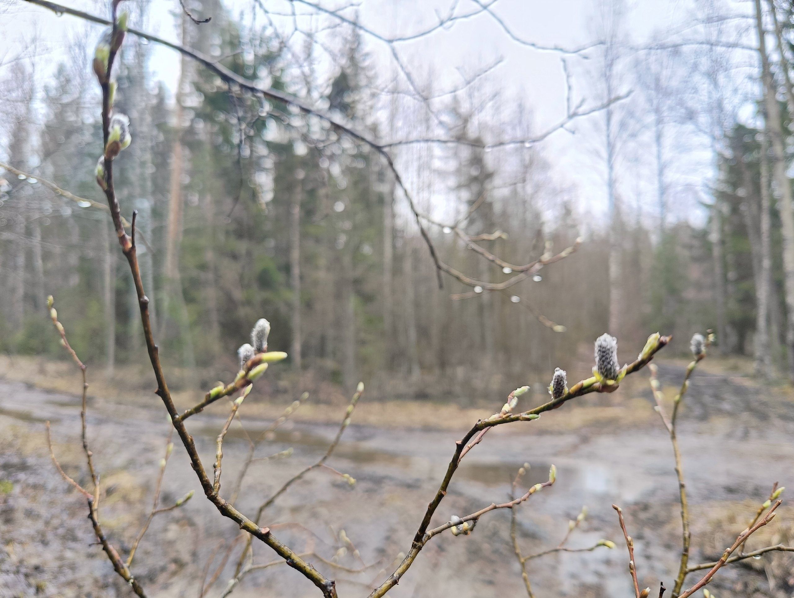 Теплеет! Прогноз погоды в Карелии на 14 мая