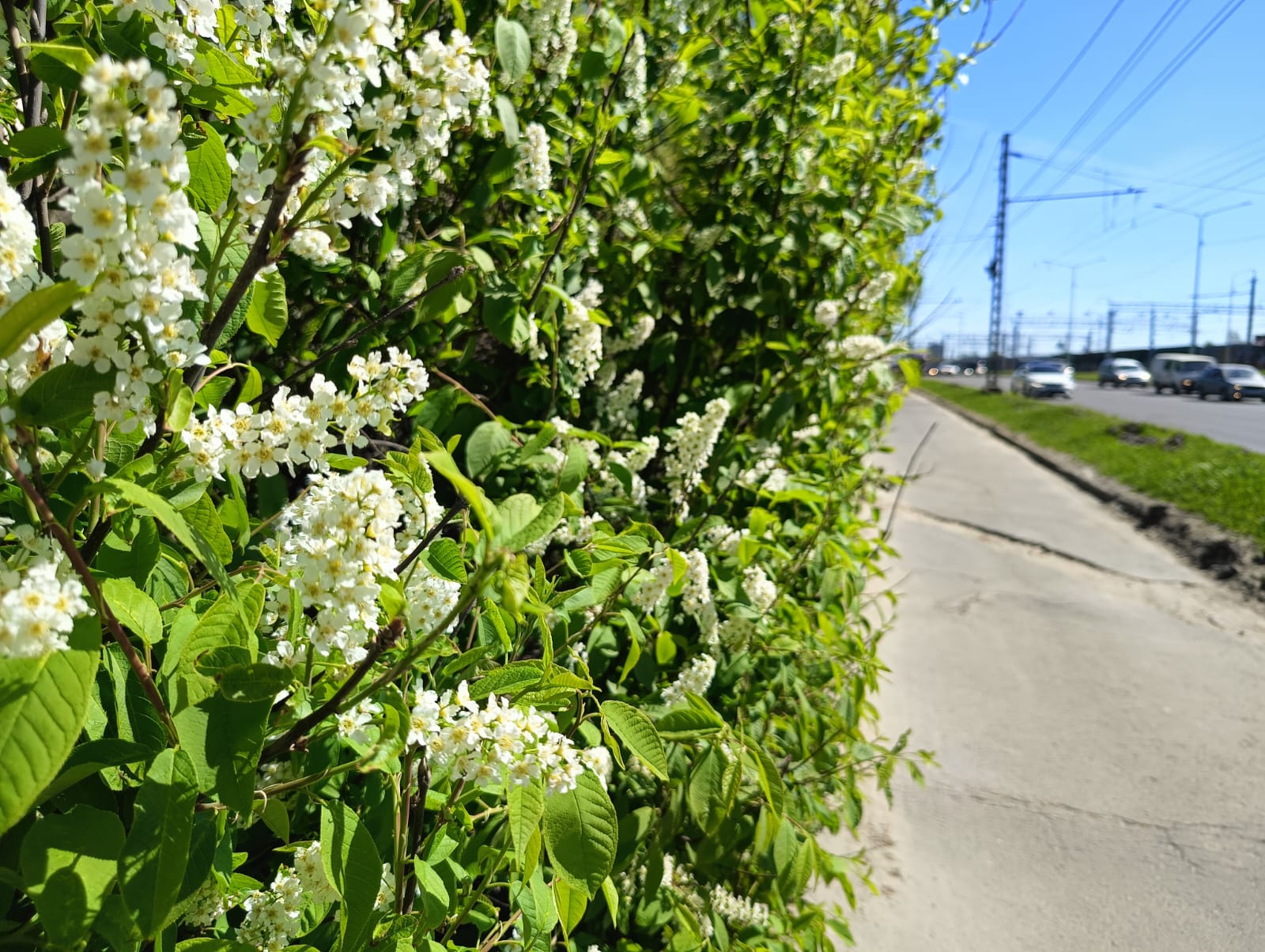 Тепло, но есть нюанс. Прогноз погоды в Карелии на 25 мая