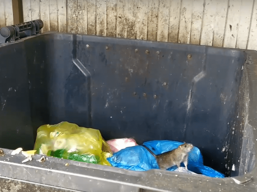 Контейнерные площадки обработают против крыс повторно