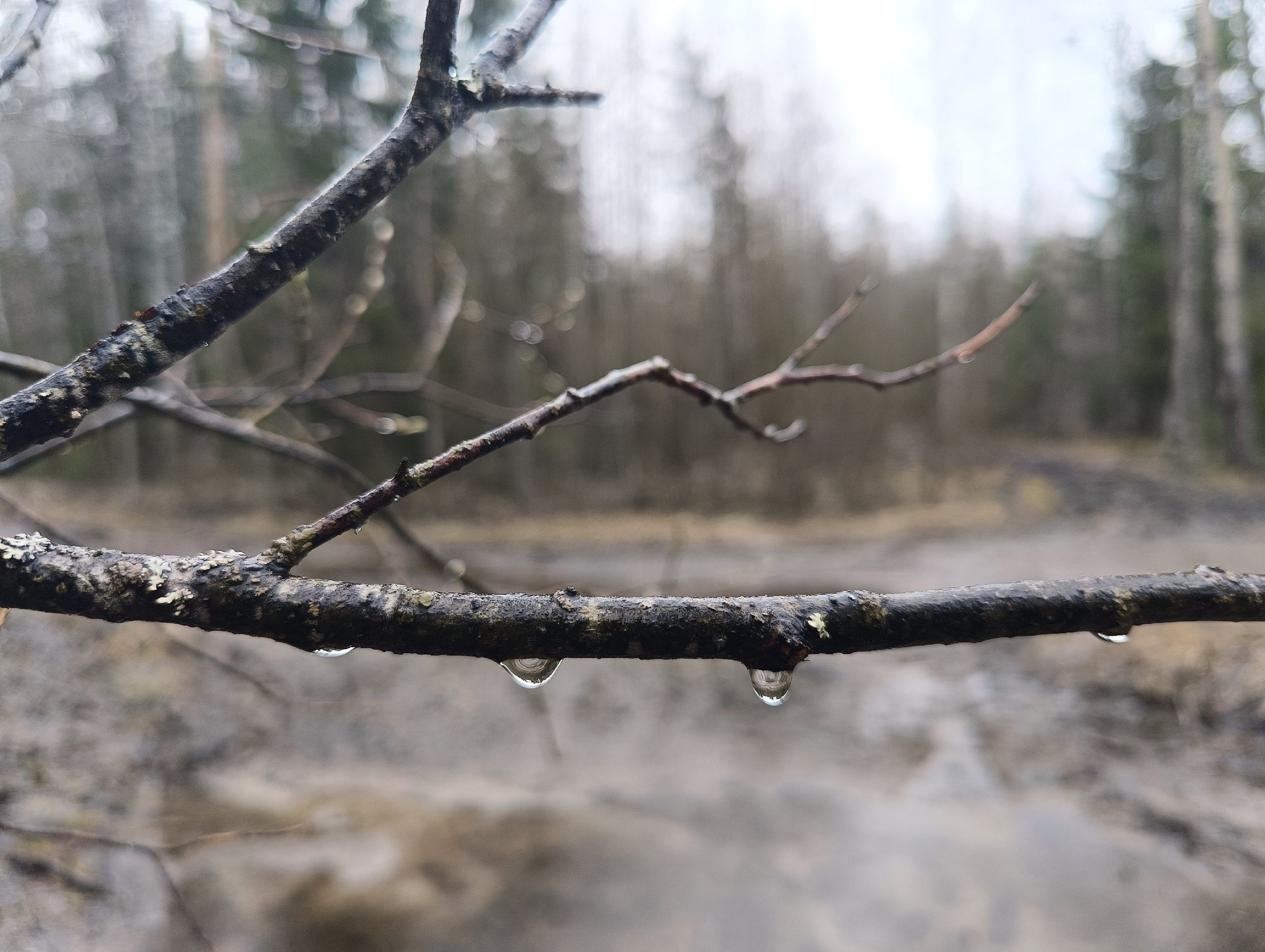 Дождь и снег. Прогноз погоды в Карелии на Пасху