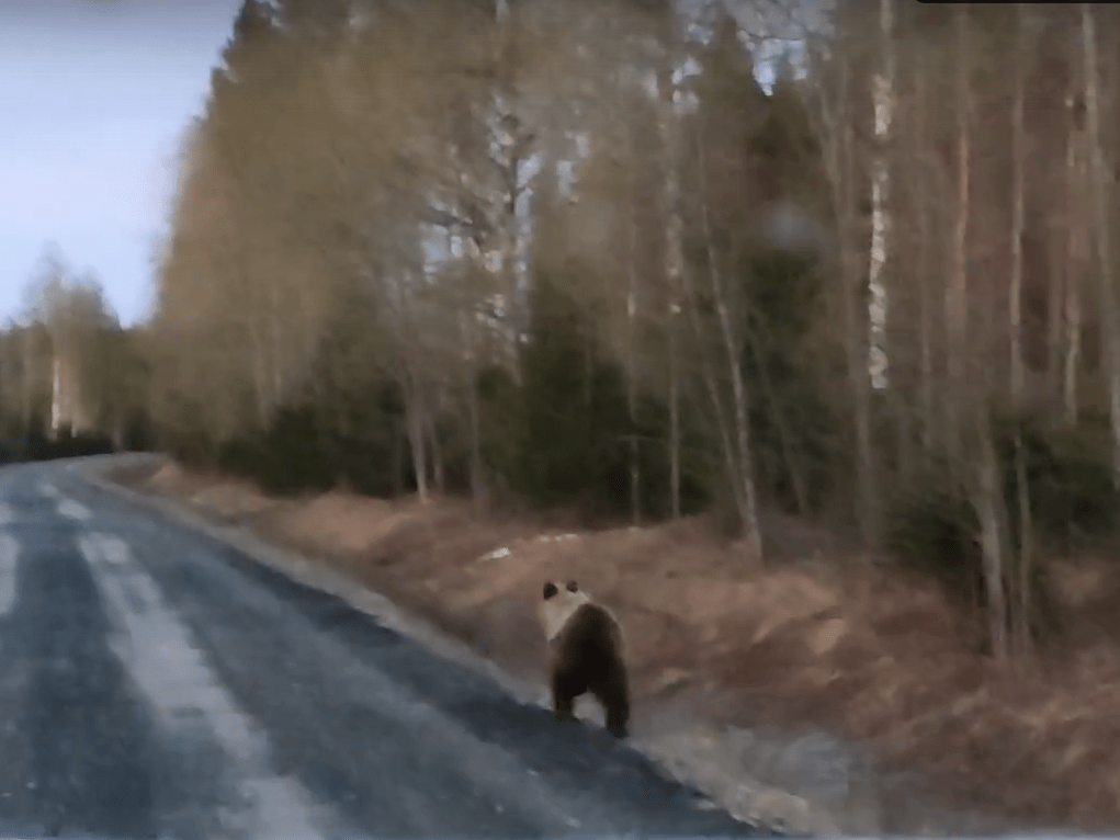 Молодой медведь промчался по трассе в Карелии со скоростью 40 км/ч