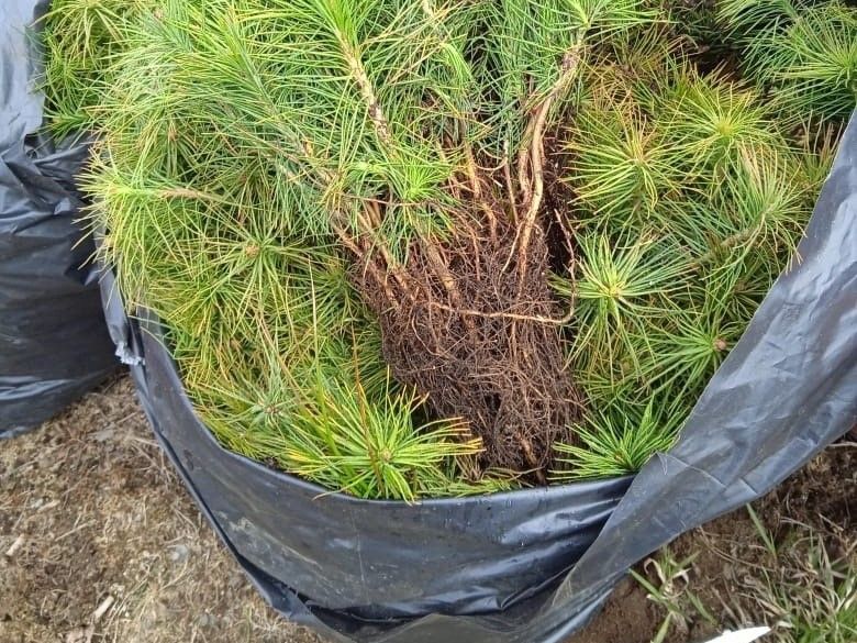 В Карелии начался сезон лесовосстановления