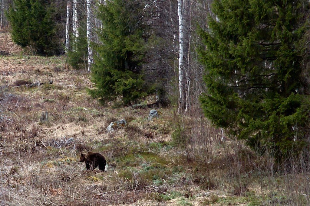 В Новой Вилге видели медведя, в Сегеже ликвидировали