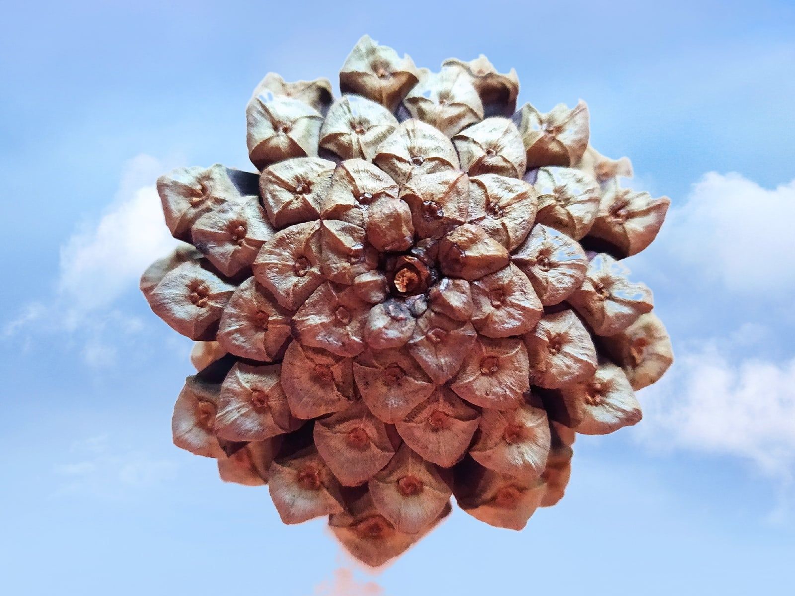 89 кг семян ели и сосны заготовил Кареллесхоз