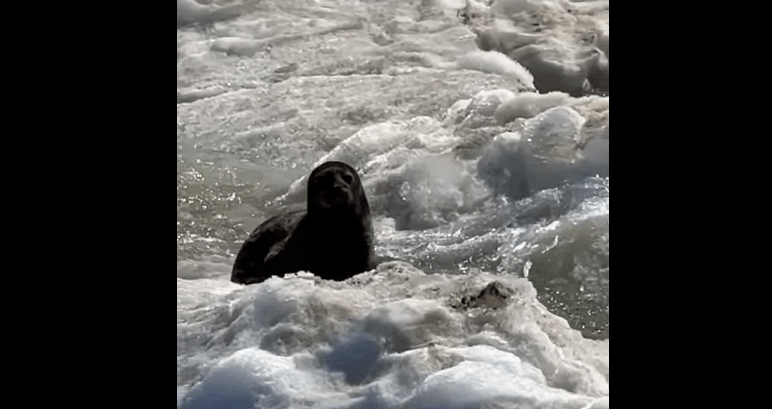 Огромная нерастаявшая льдина стала прибежищем нерп в Карелии