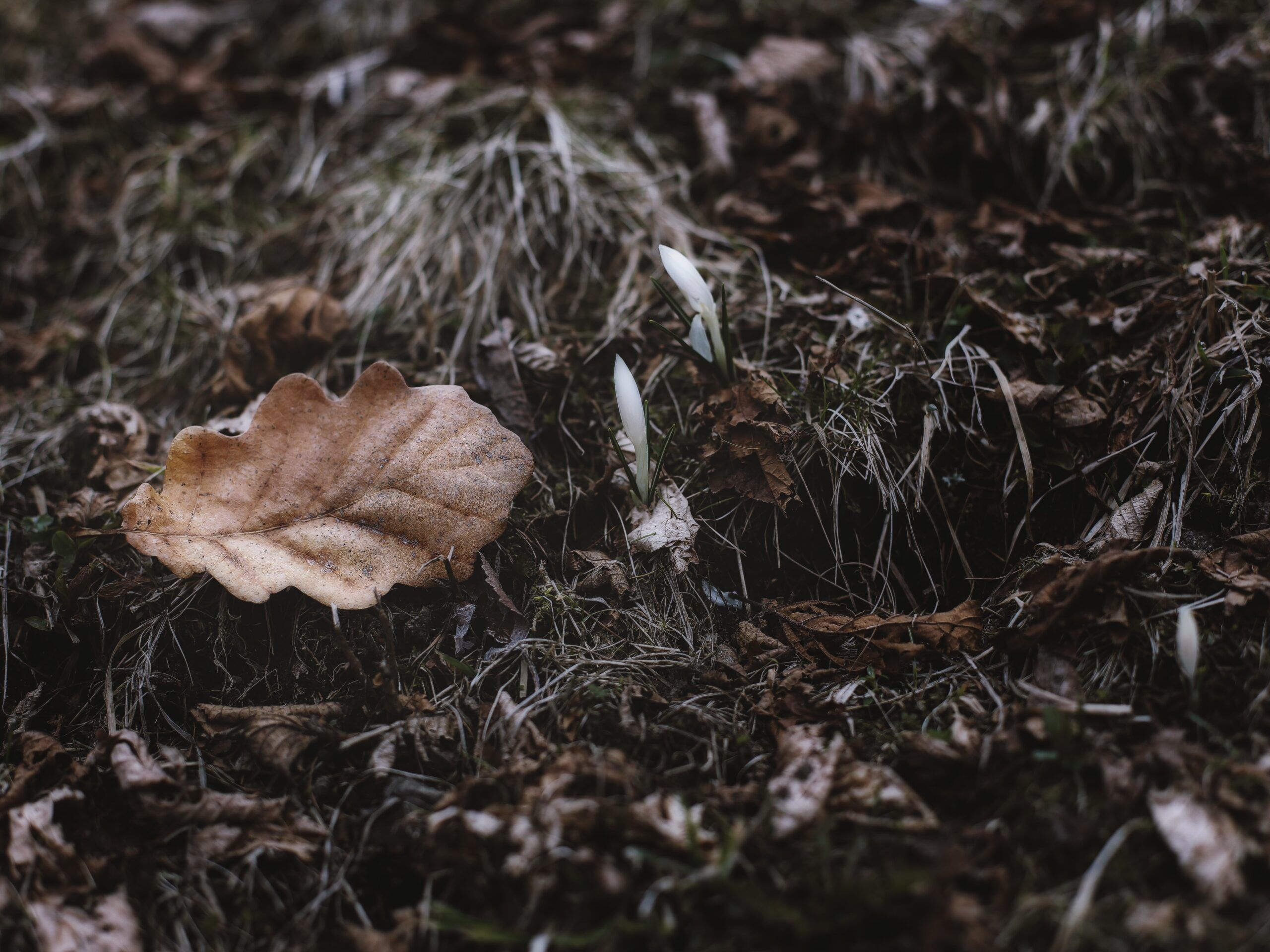 Спасатели тушили сухую траву в Петрозаводске