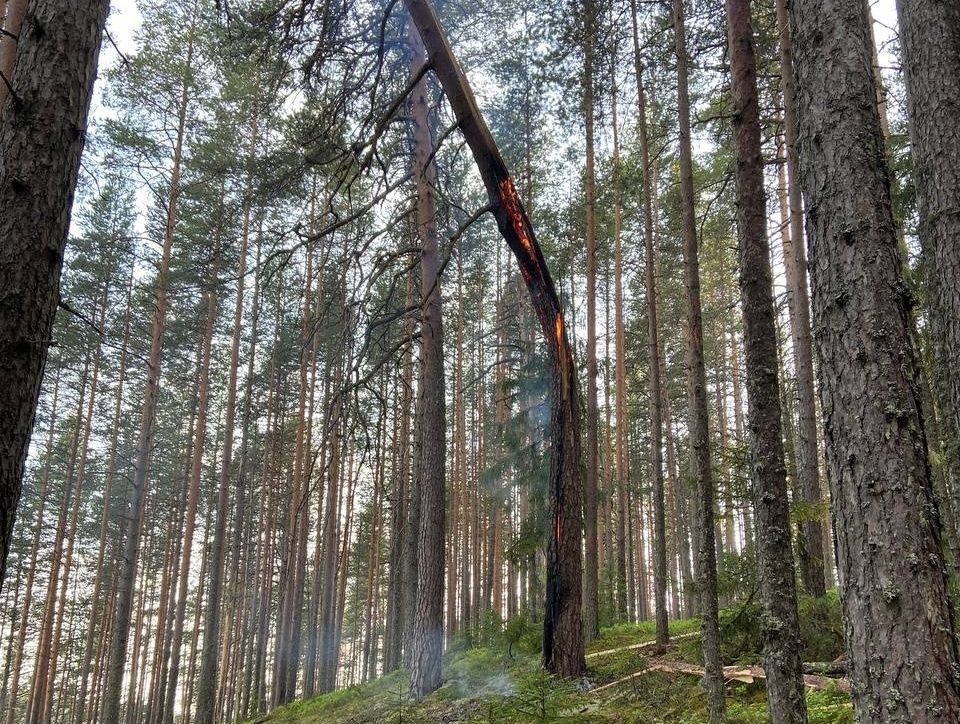 На глазах у туристов в Карелии от удара молнии загорелось дерево