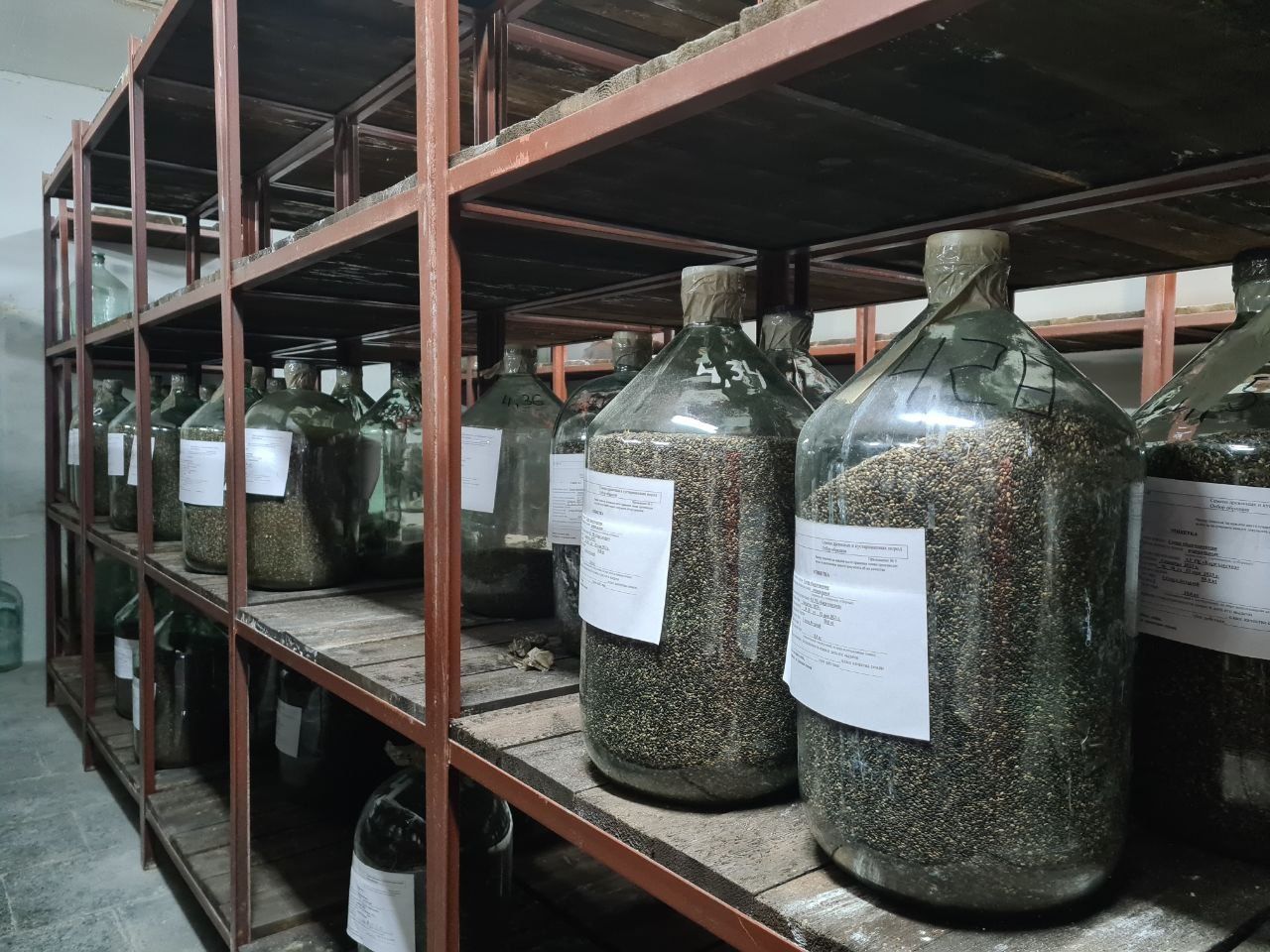 В Карелии переработали более 10 тонн шишек сосны и ели