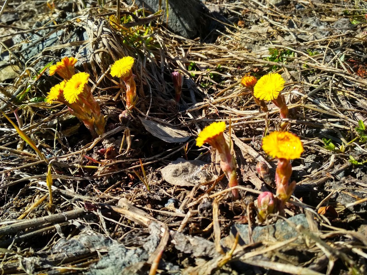 Карельские синоптики рассказали о погоде в первые дни мая