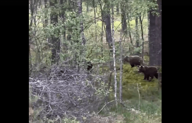 Медведицу с тремя медвежатами-подростками заметили у оживленной трассы в Карелии