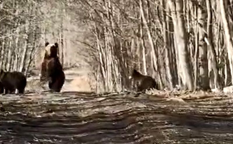 В Заонежье рыбаки встретили сразу четырех медведей