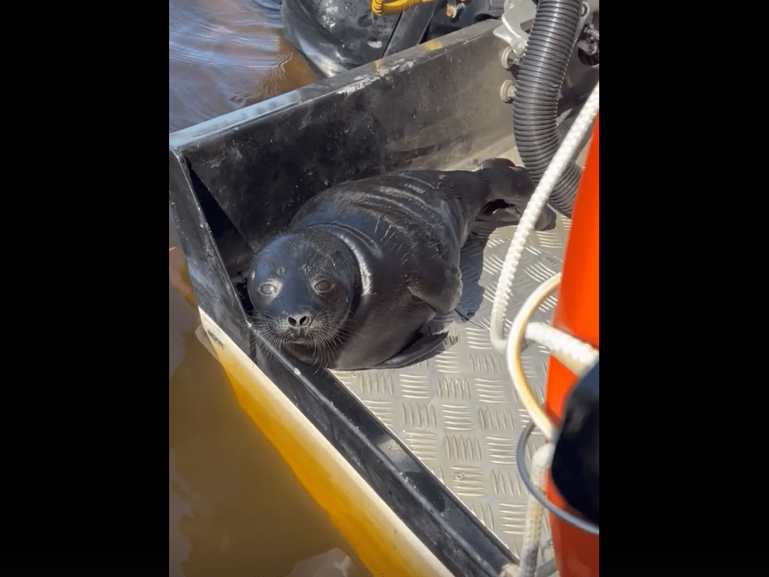 Маленькая нерпа облюбовала лодку в Приладожье