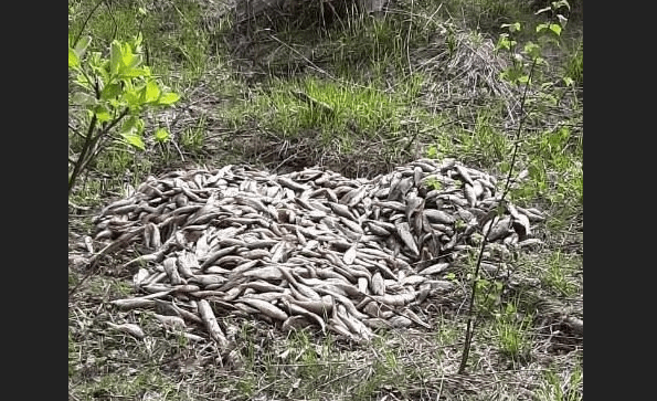 Свалка мертвой рыбы обнаружена под Петрозаводском