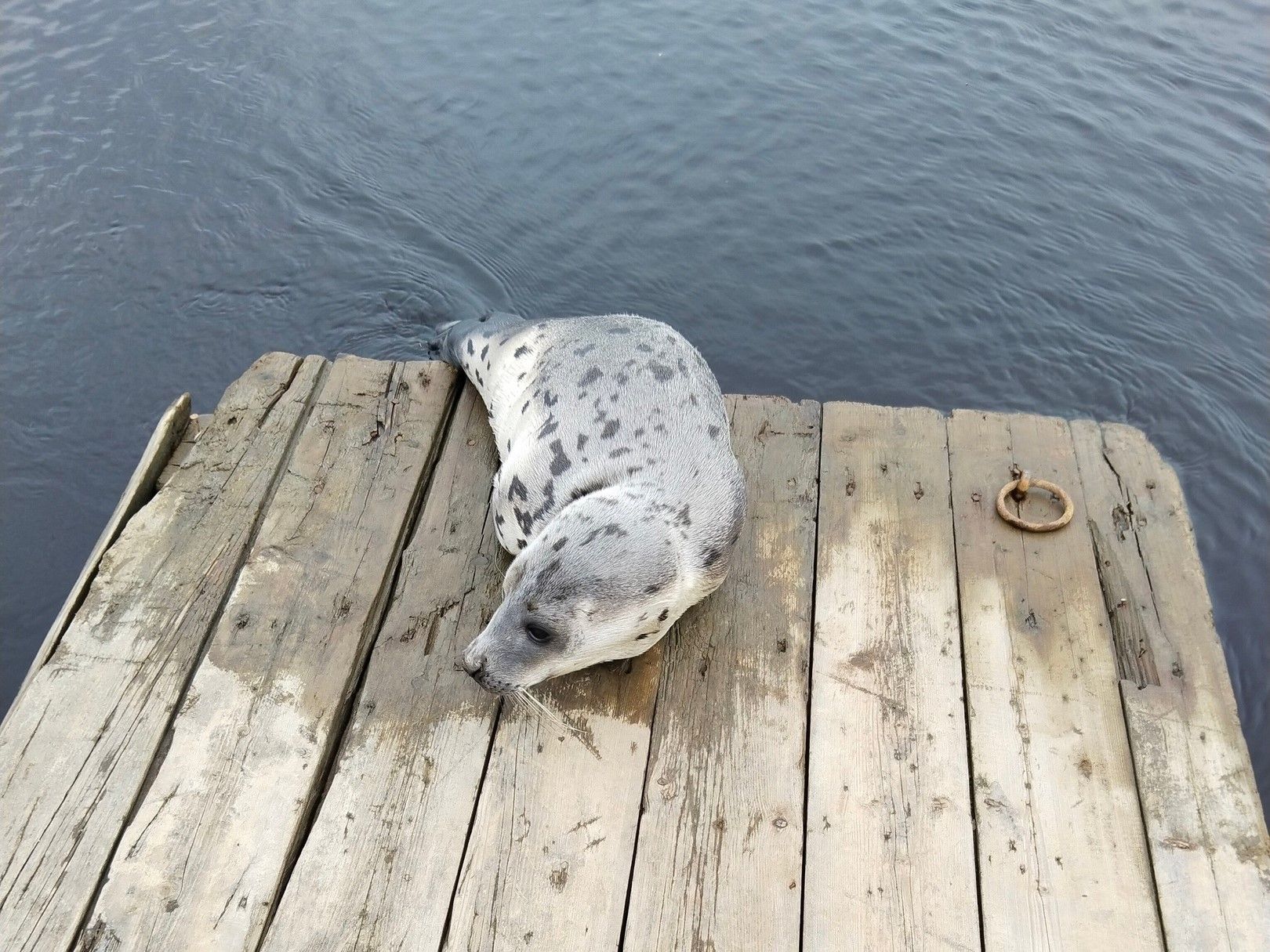 Видео с детенышем нерпы показали жители Беломорского района