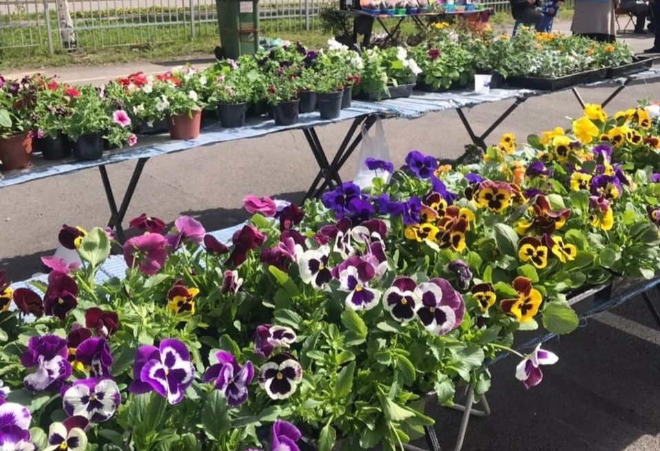 В Петрозаводске открывается весенняя ярмарка