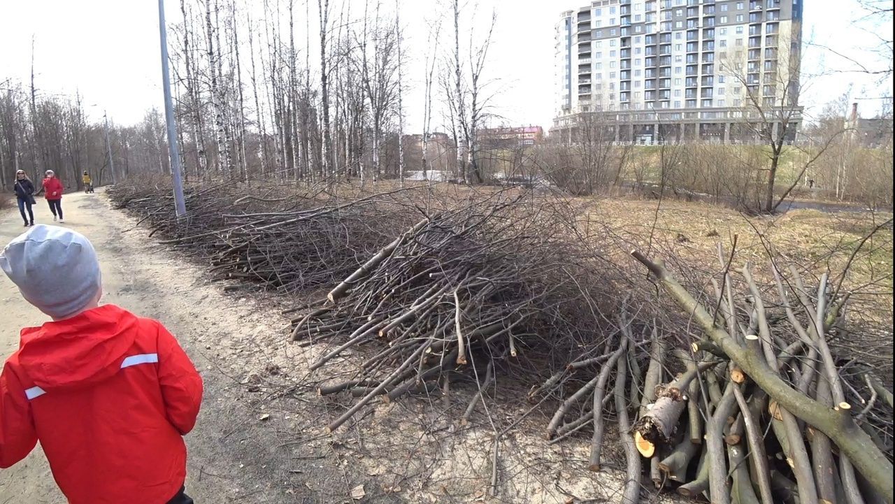 В мэрии Петрозаводска прокомментировали рубку в одном из городских парков