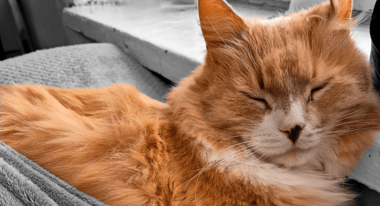 Врачи психиатрической больницы в Карелии используют котов для лечения пациентов