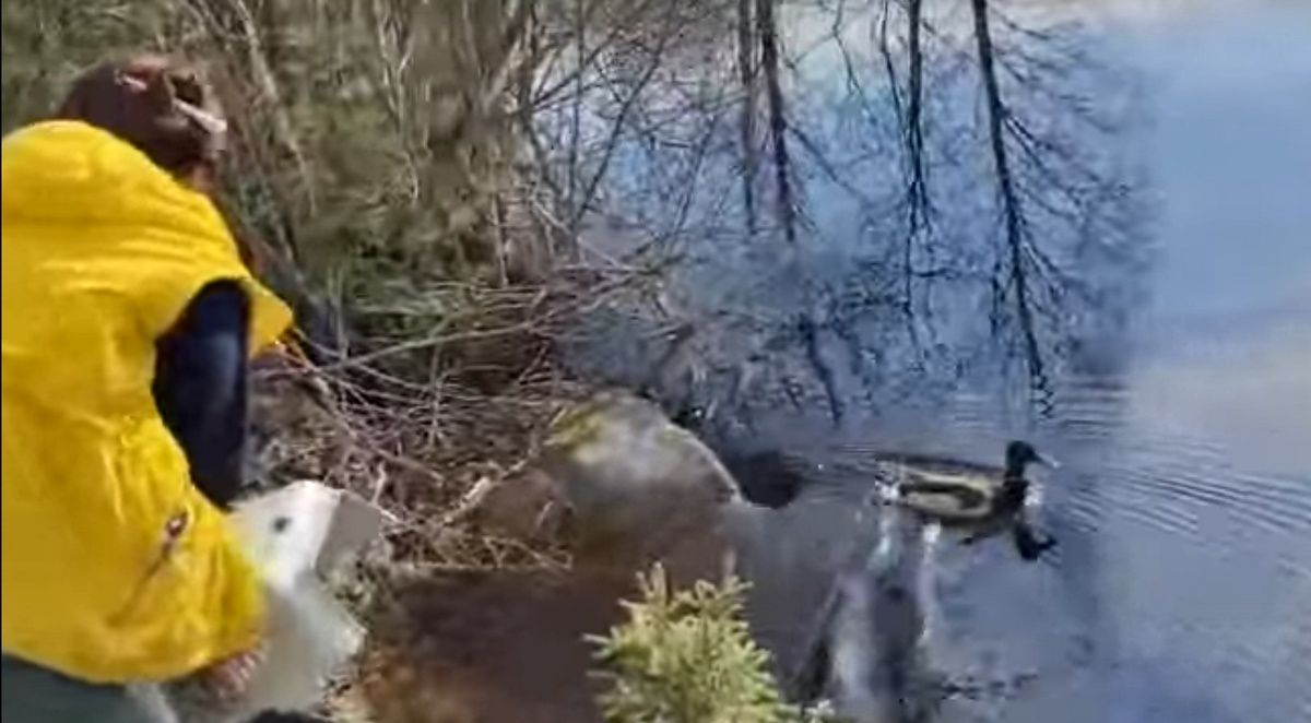 Спасенный петрозаводчанами селезень Чапай вернулся в природу