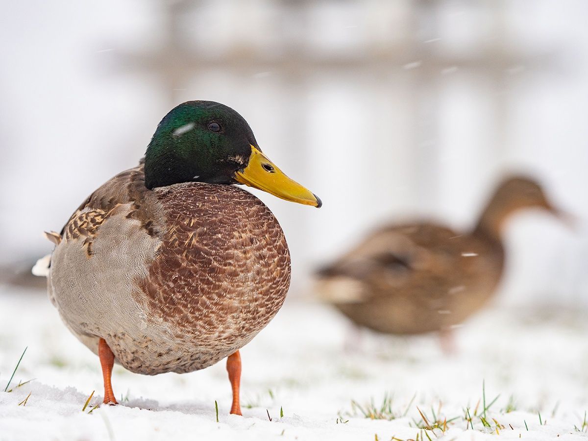 Мокрый снег и гололедица. Прогноз погоды на 8 мая