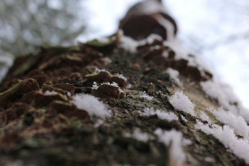 Местами до минус 9. Прогноз погоды в Карелии на 3 мая