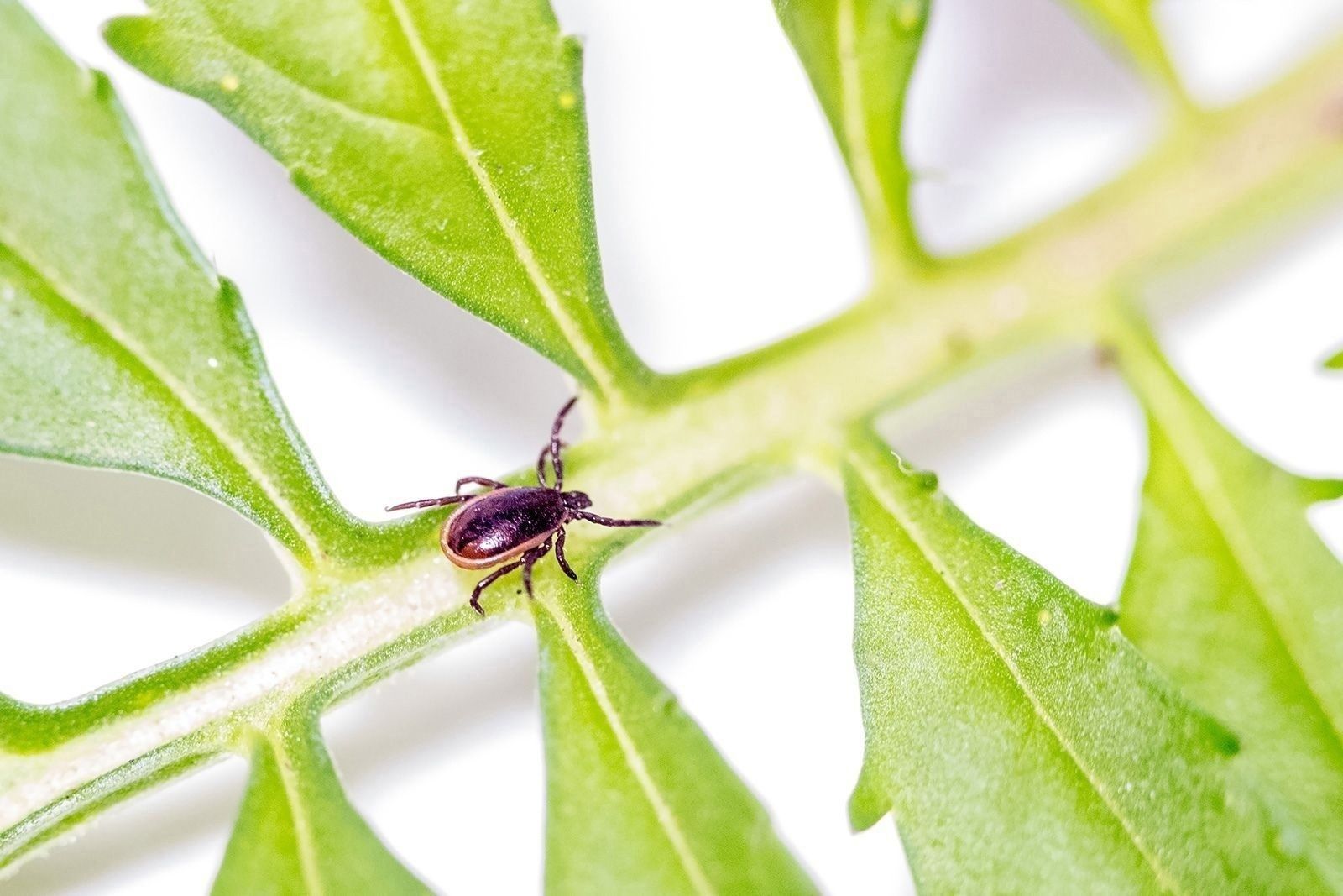 В Карелии сотни человек пострадали от укусов клещей
