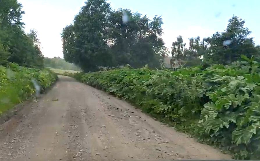 Минсельхоз Карелии объяснил, кто виноват в зарастании территорий опасным растением