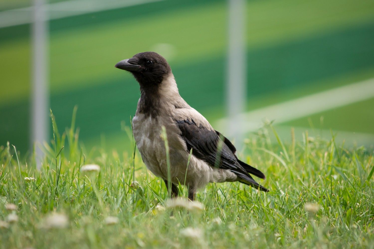 До +25°С и без осадков. Прогноз погоды на 16 июня