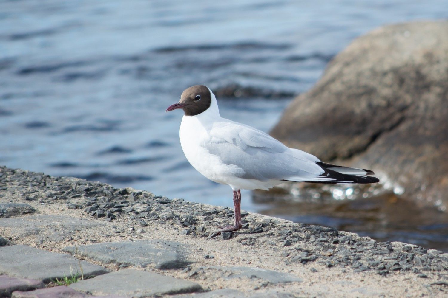 Ночью до +5°С,  днем до +28°С. Прогноз погоды на 17 июня