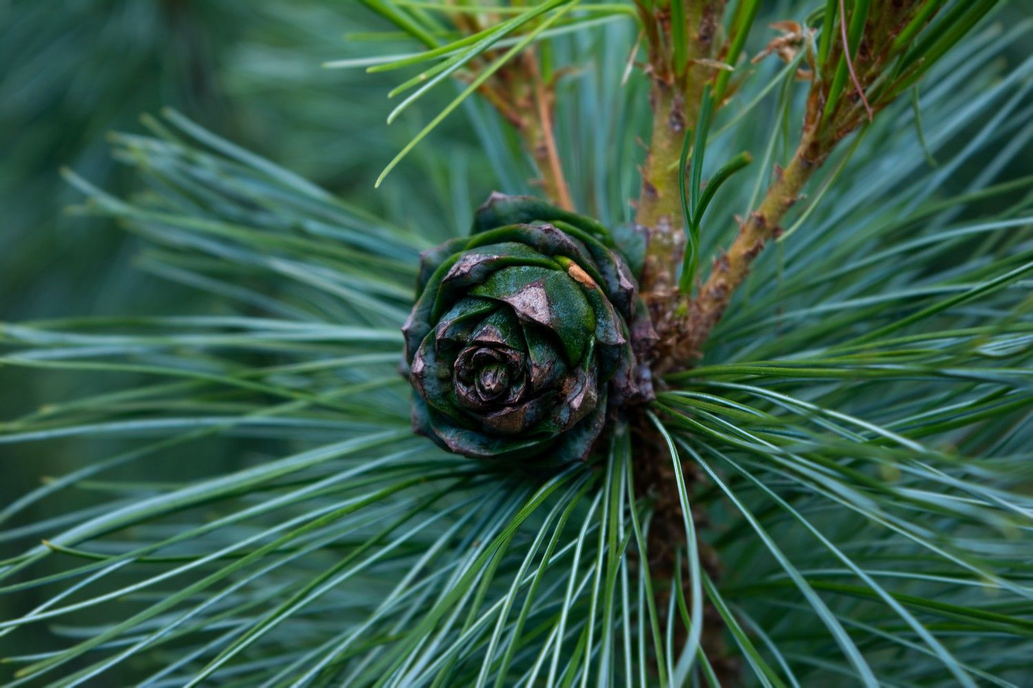 Жары не будет: прогноз погоды на 21 июня