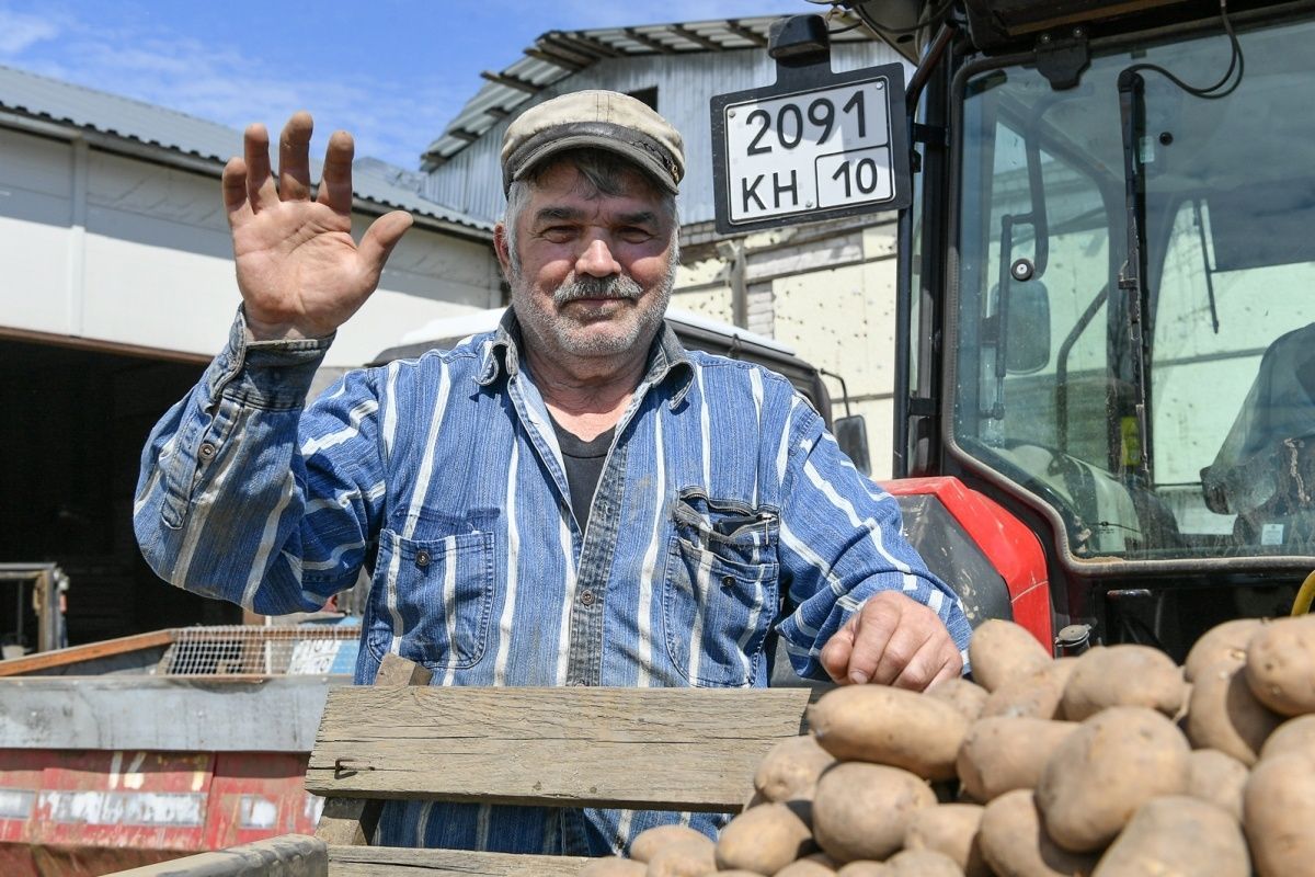Карельский фермер снабжает овощами производителей картофеля фри