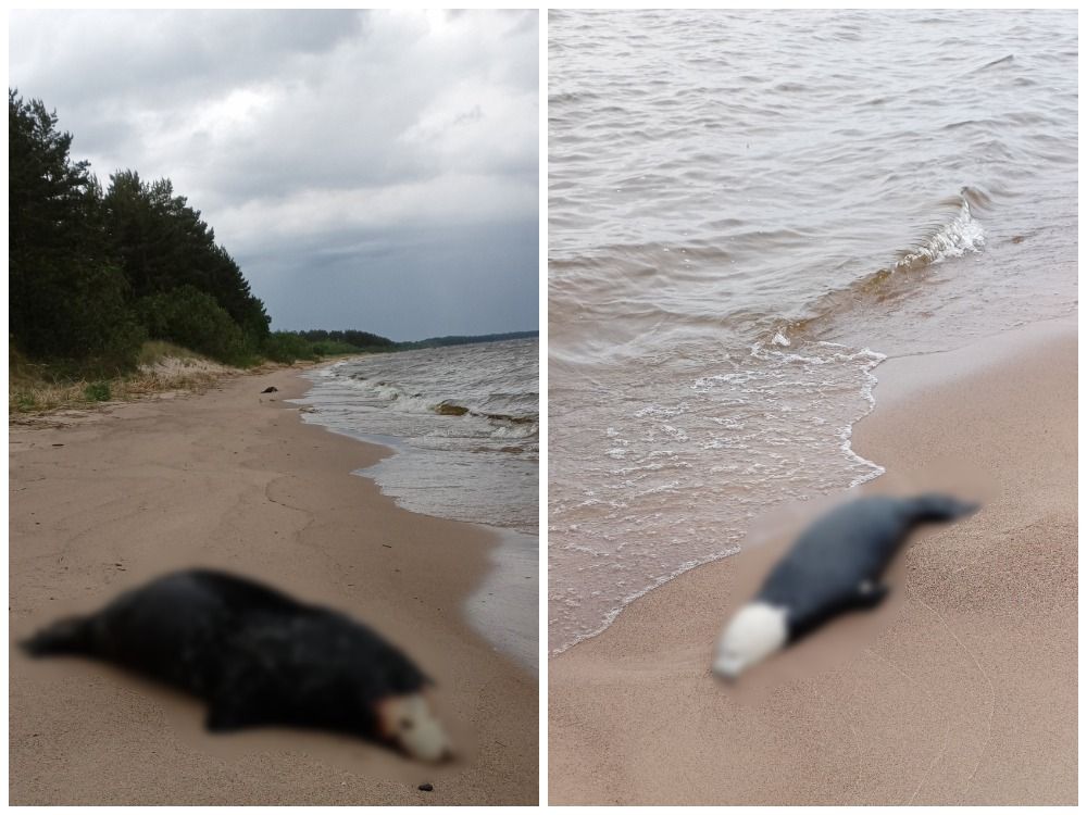 Жительница Карелии обнаружила на берегу Ладожского озера тела нерп